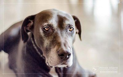 Caring for Your Older Pet