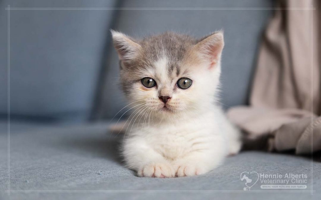 Tips for a New Pet
