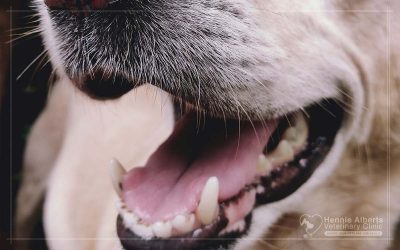 Dental Disease