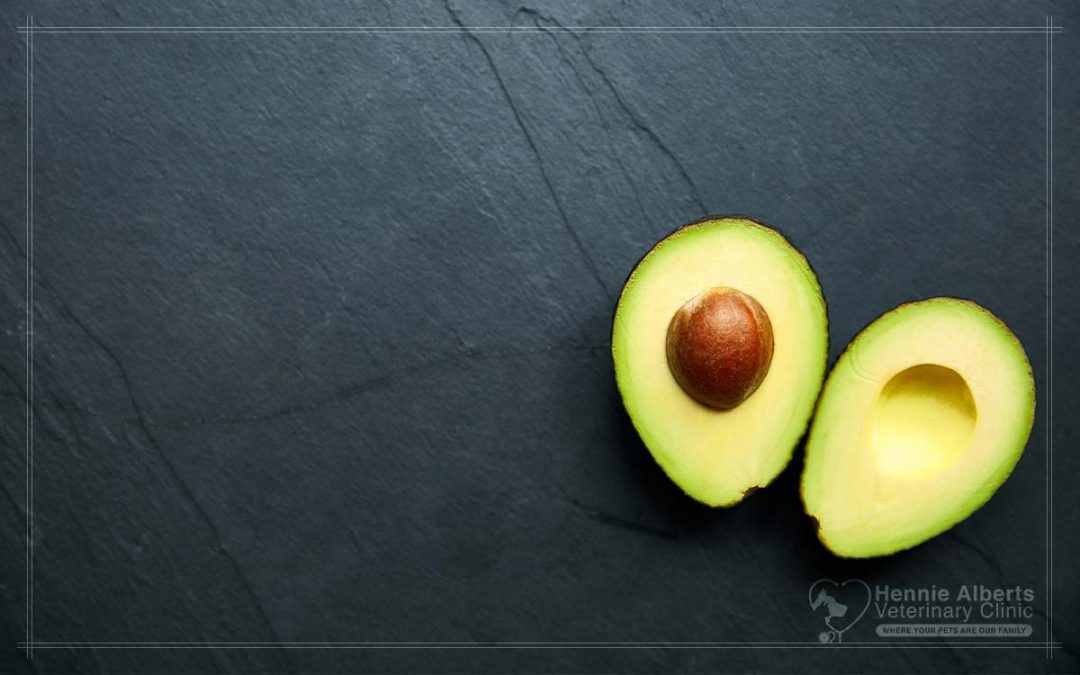 Dangerous Foods for Your Pet