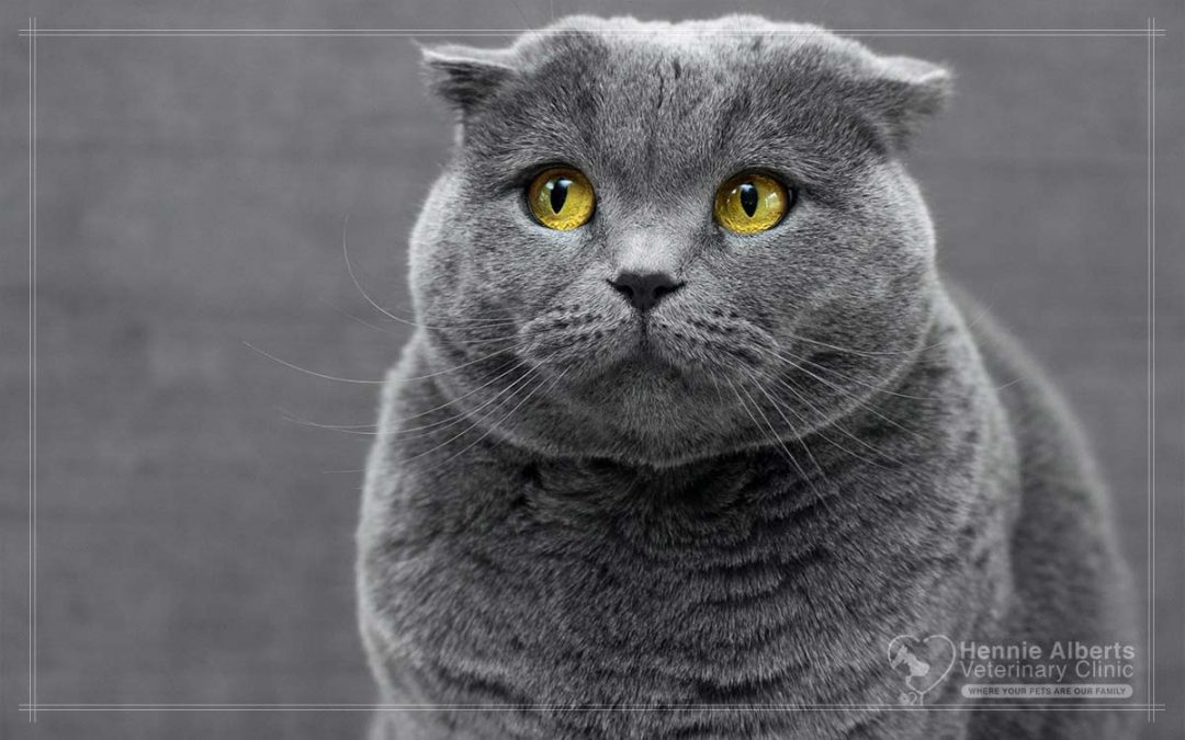 Diabetes in Pets
