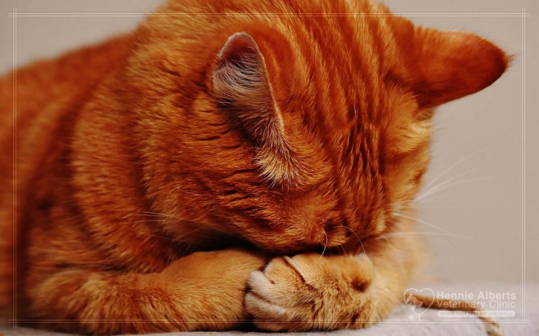 Feline Leukaemia Virus