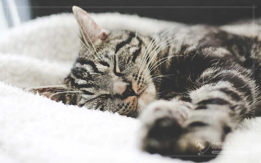 Feline Immunodeficiency Virus