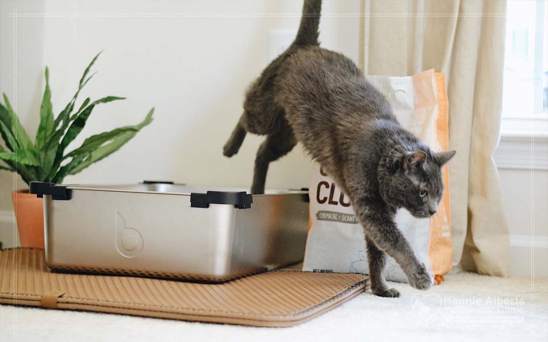 Feline Lower Urinary Tract Disease and Feline Idiopathic Cystitis