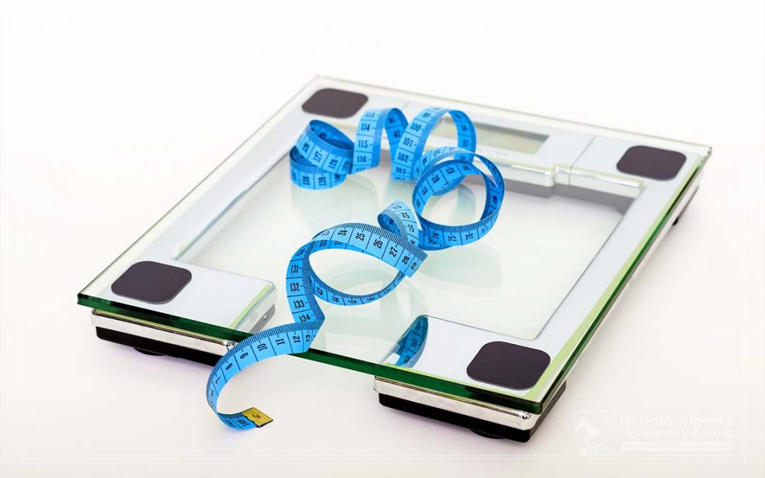 Obesity