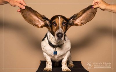 Otitis: Inflammation of the Ear
