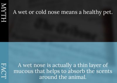 Common Pet Myths Debunked 1/10