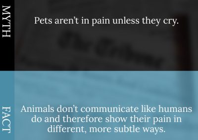 Common Pet Myths Debunked 2/10