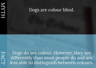 Common Pet Myths Debunked 3/10