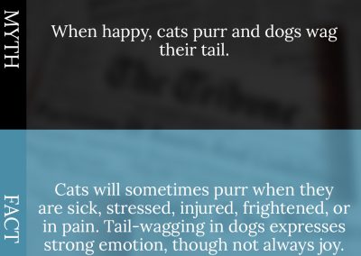 Common Pet Myths Debunked 4/10