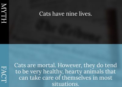 Common Pet Myths Debunked 5/10