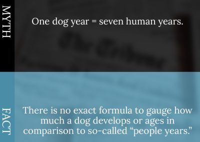 Common Pet Myths Debunked 6/10