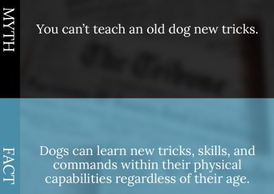 Common Pet Myths Debunked 7/10