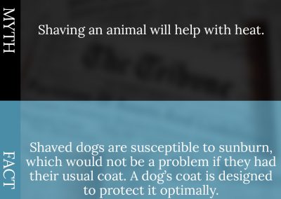 Common Pet Myths Debunked 8/10