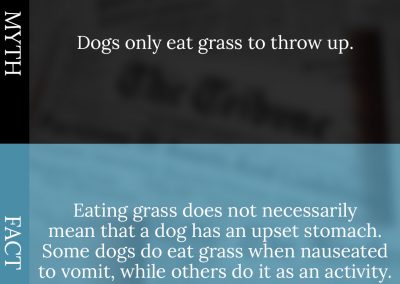 Common Pet Myths Debunked 9/10