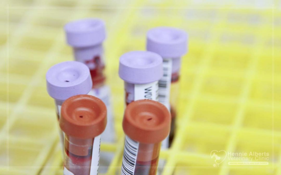 Platelet Rich Therapy