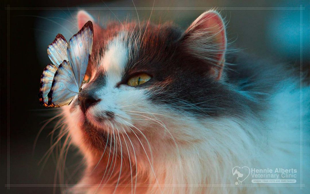 Sneezing in Cats