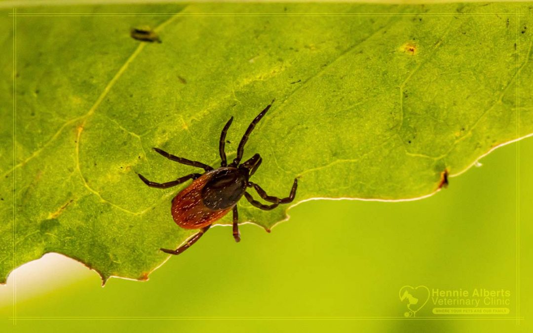 Ticks and Fleas